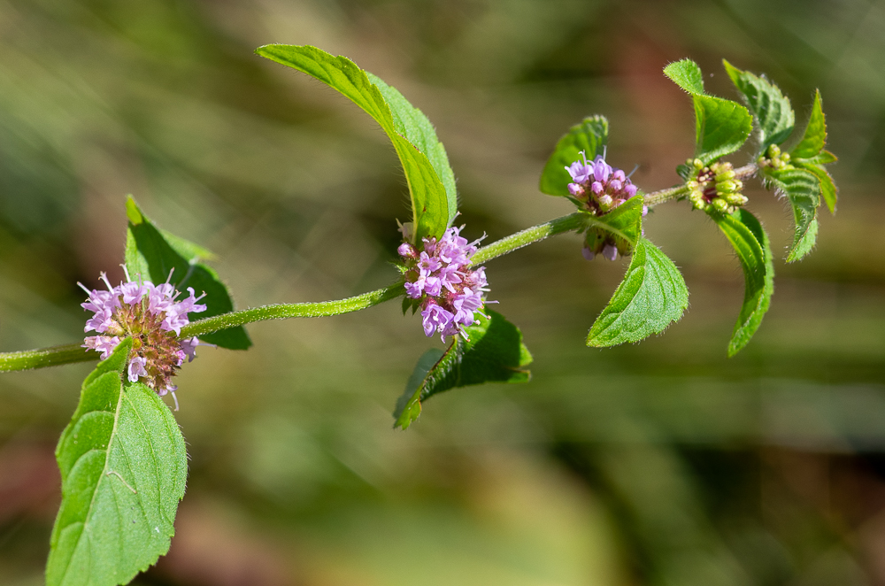 Mentha arvensis L. ou Menthe des champs.
