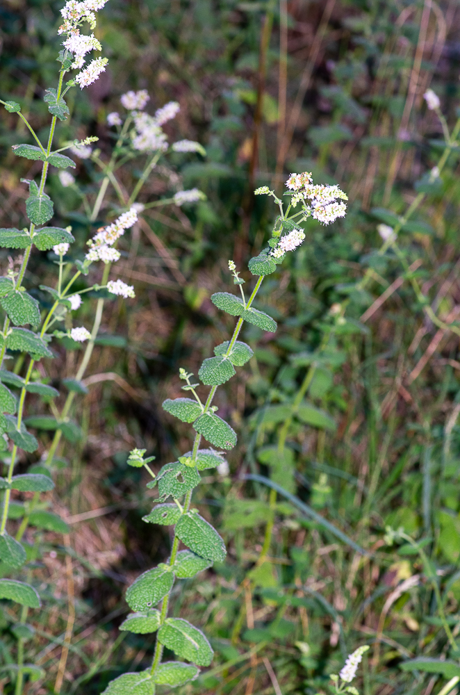 Mentha suaveolens subsp. suaveolens ou Menthe à feuilles rondes. Plante de 30 à 50 cm, feuilles largement ovales, sessiles, crénelées, ridées-réticulées, tomenteuses blanchâtres dessous. Fossés, pâturages humides.