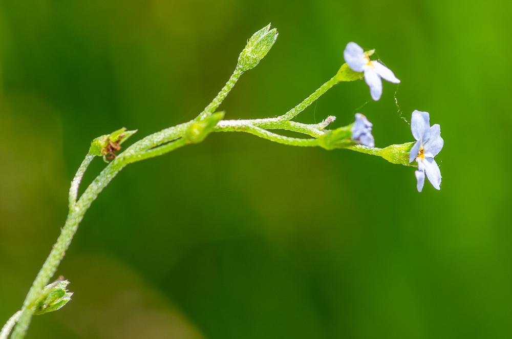 Myosotis scorpioides L. ou Myosotis des marais. Il a des poils appliqués sur les tiges et les calices