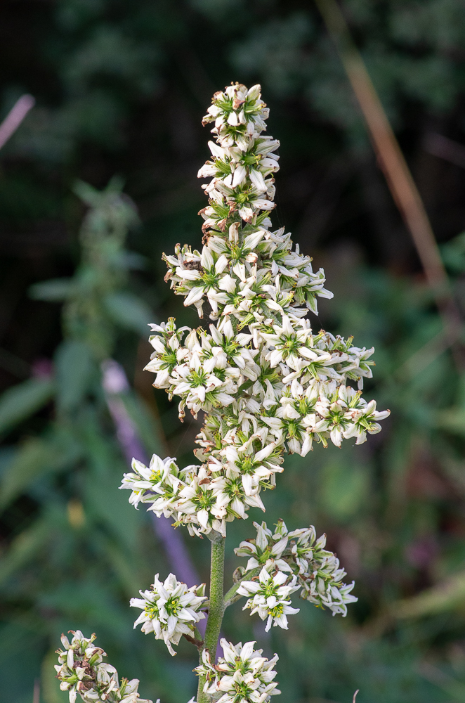 Veratrum album subsp. album ou Vératre blanc. Fleurs blanchâtres en grappe formant une ample panicule très allongée. Prairies et pâturages des montagnes.
