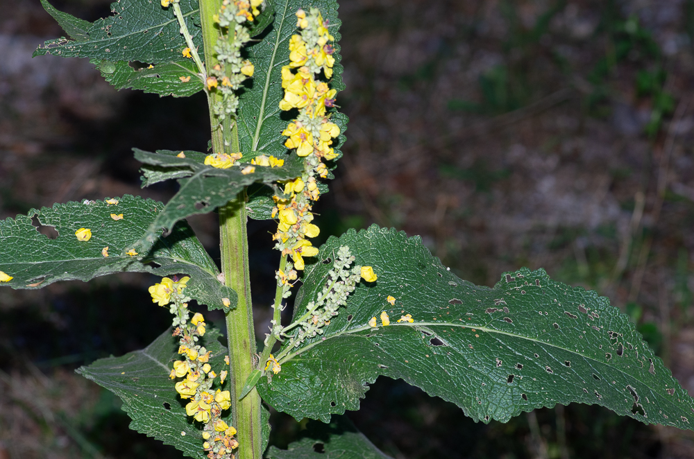 Verbascum nigrum L. subsp nigrum ou Molène noire. Feuilles ovales lancéolées, crénelées, vert sombre dessus, grises tomenteuses dessous. Les feuilles supérieures sont sessiles tandis que les inférieures sont à long pétiole.