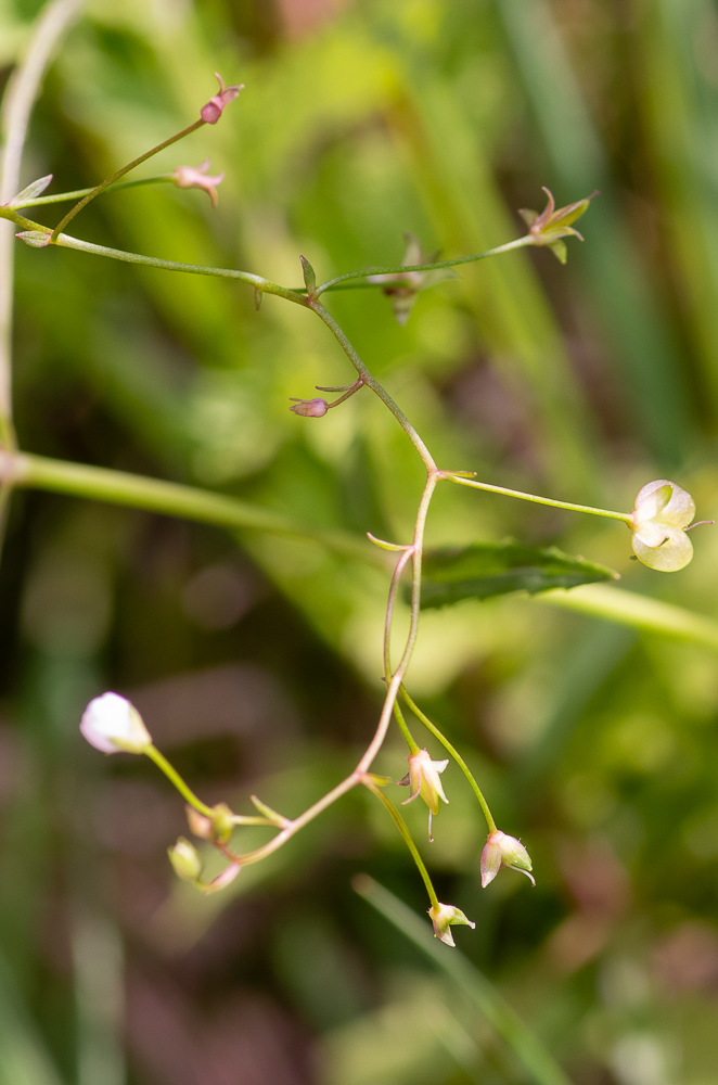 Veronica scutellata L. ou Véronique à écussons