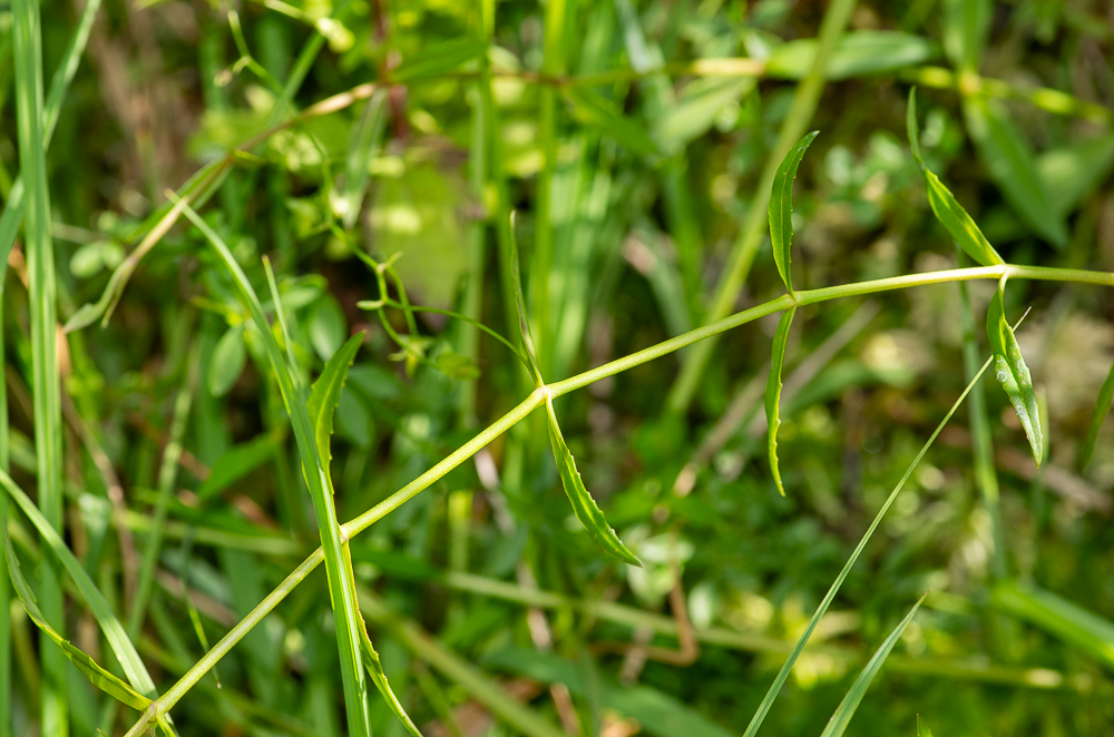 Veronica scutellata L. ou Véronique à écussons. Cette véronique se reconnaît très facilement grâce à la forme très particulière de ses feuilles. Ces dernières sont opposées, très étroites et légèrement dentées. Les fleurs sont claires et disposées en grappes lâches longuement pédicellées. Cette plante se rencontre dans les lieux humides et les marécages.