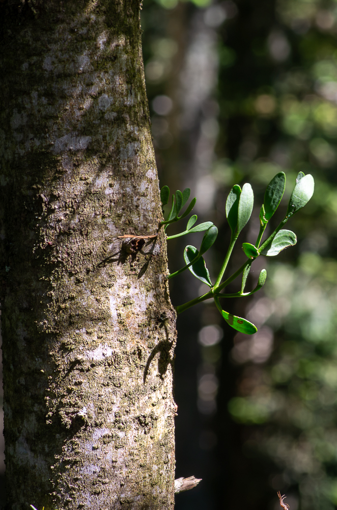 Viscum album subsp. abietis (Wiesb.) Abrim. ou Gui des Sapins