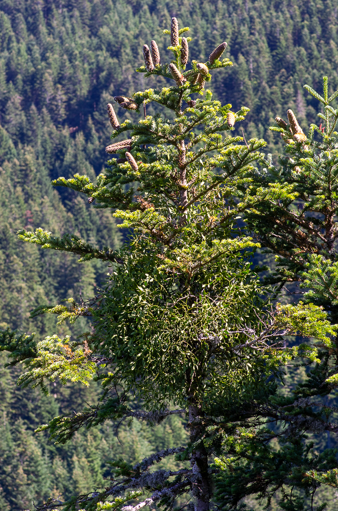 Viscum album subsp. abietis (Wiesb.) Abrim. ou Guy des Sapins.