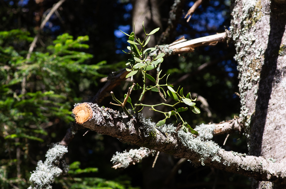Viscum album subsp. abietis (Wiesb.) Abrim. ou Guy des Sapins.