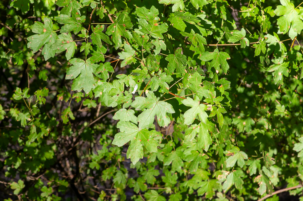 Acer campestre L. ou Érable champêtre.