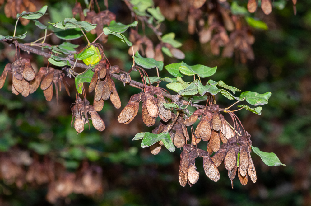 Acer monspessulanum L. ou Erable de Montpellier.
