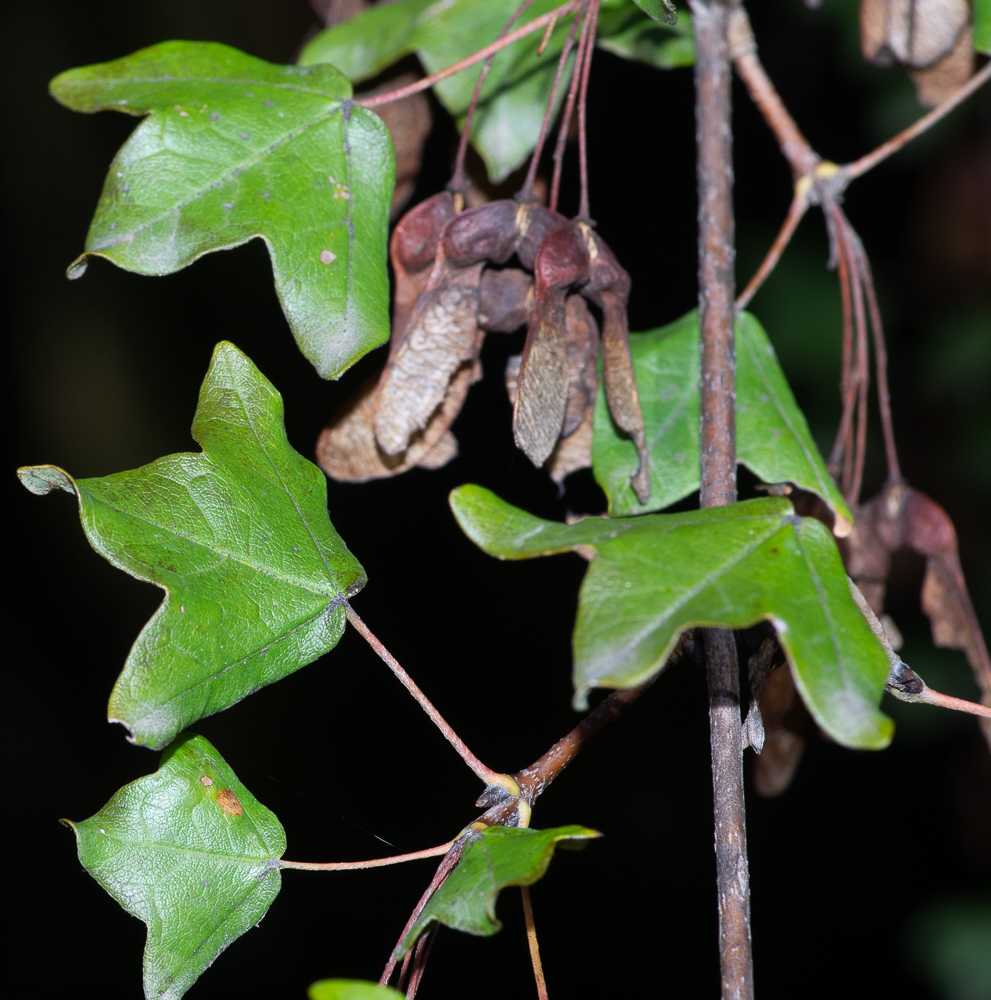 Acer monspessulanum L. ou Erable de Montpellier.