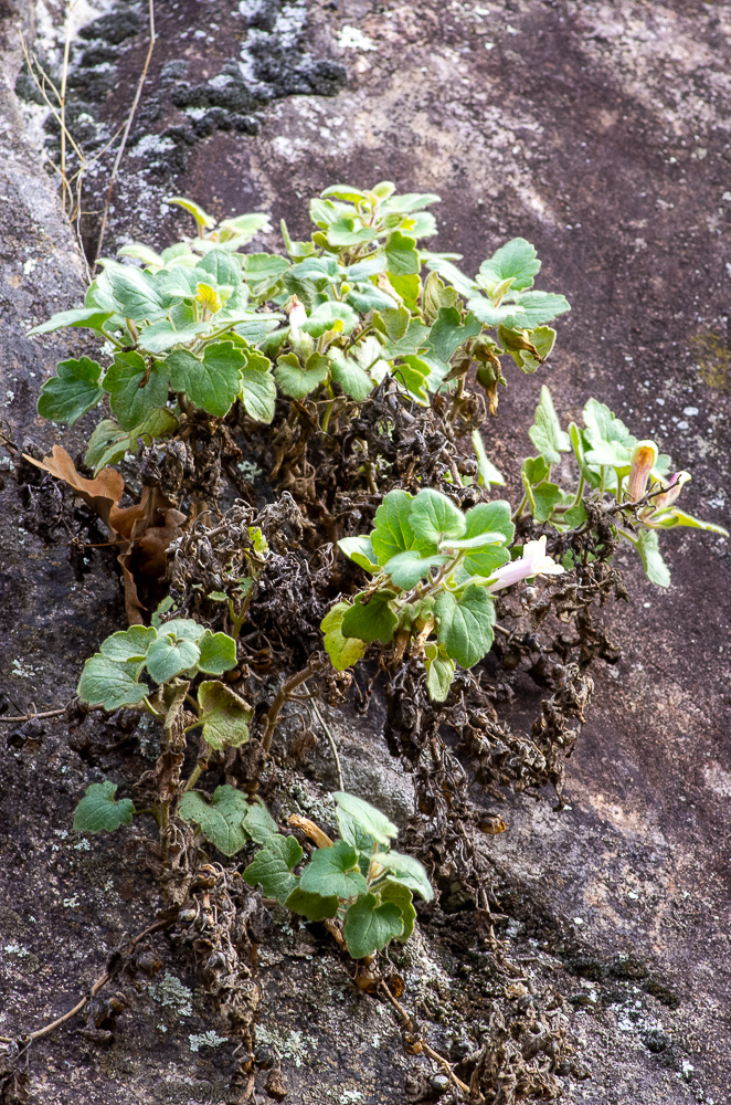 Asarina procumbens Mill.  ou Asarine couchée, Muflier à feuilles d'asaret.