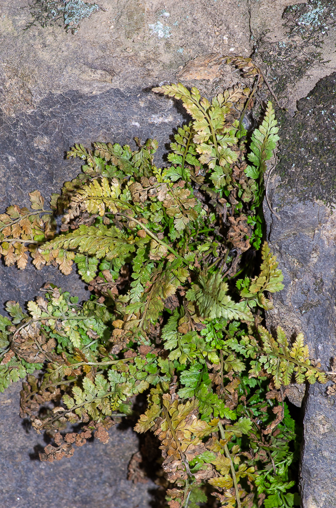 Asplenium foreziense Le Grand ex Magnier ou Asplénie du Forez