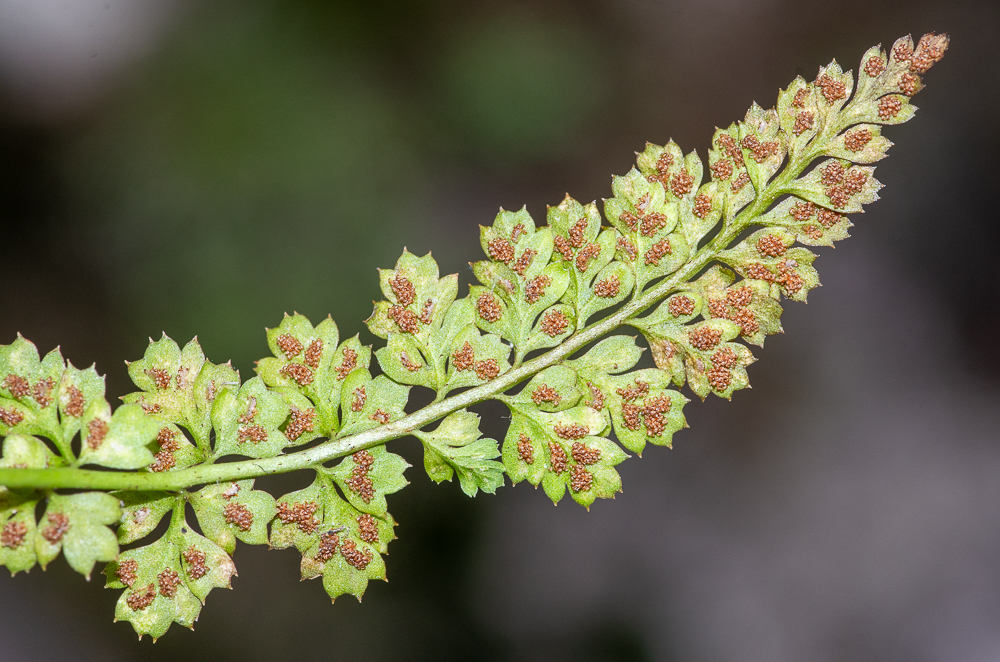 Asplenium foreziense Le Grand ex Magnier ou Asplénie du Forez