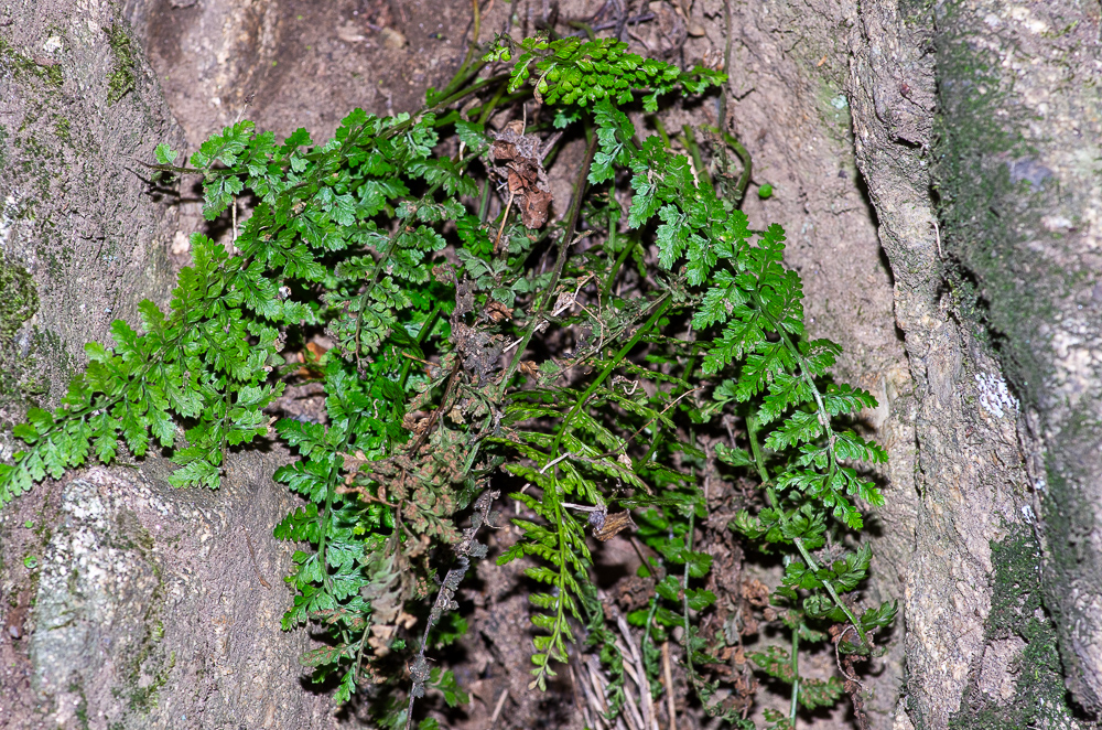 Asplenium foreziense Le Grand ex Magnier ou Asplénie du Forez