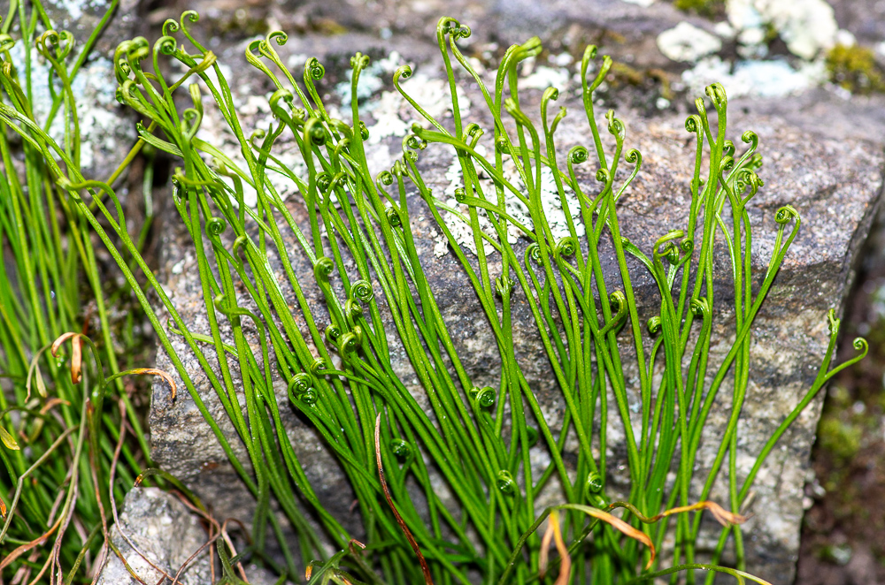 Asplenium septentrionale (L.) Hoffm. ou Doradille du Nord