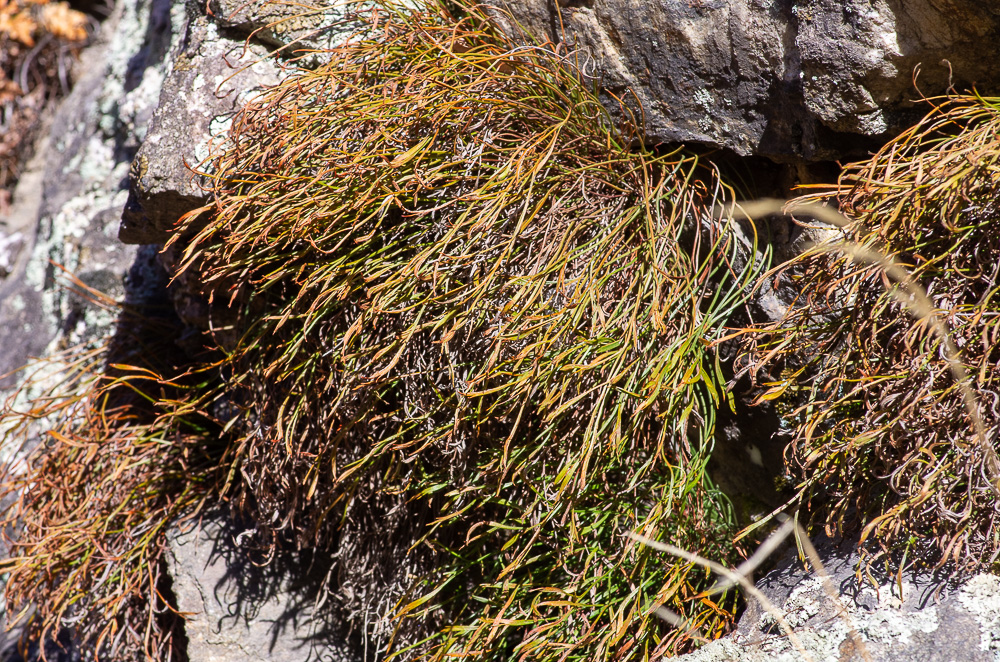 Asplenium septentrionale (L.) Hoffm. ou Doradille du Nord