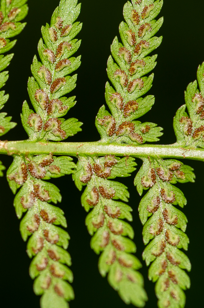 Athyrium filix-femina (L.) Roth. Les sores de la base des pinules sont fortement arqués tandis que ceux de l’extrémité sont presque droit, tous protégés par une indusie persistante à bordure frangée.