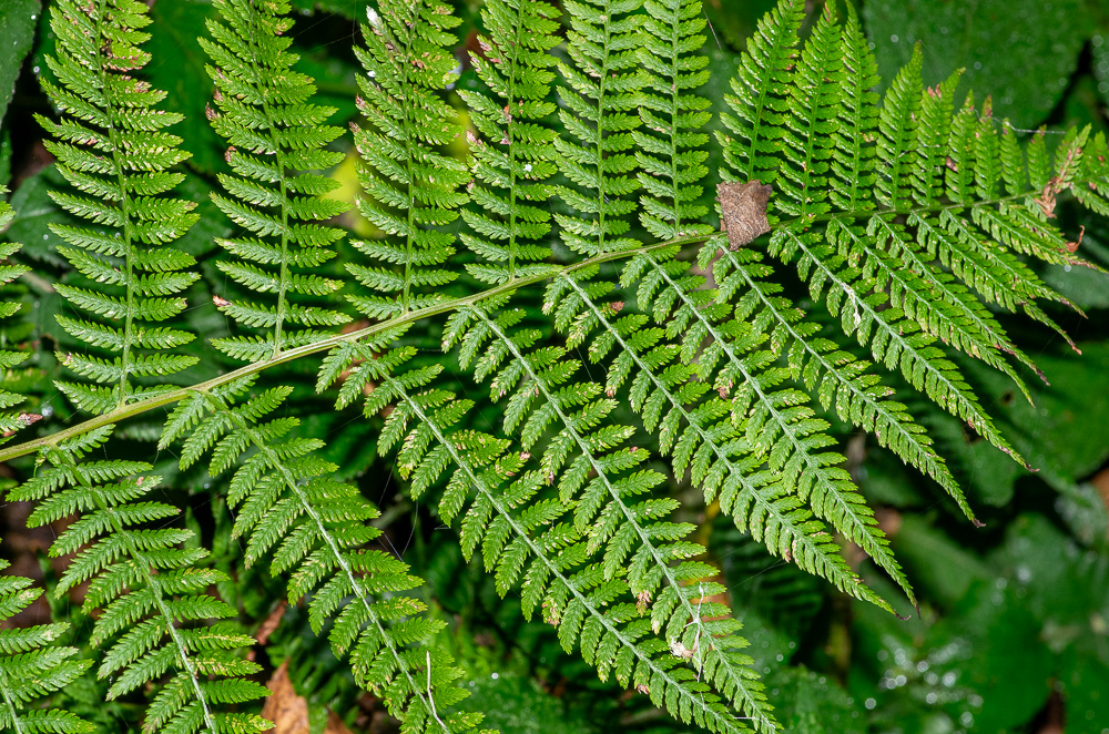 Athyrium filix-femina (L.) Roth. Ses frondes peuvent mesurer de 30 cm à 1 m. Son pétiole est peu écailleux. La couleur de son limbe est vert à vert-jaunâtre. Le limbe est particulièrement découpé à pennes nombreuses. Ces frondes se sèchent et disparaissent en automne. Elle recherche surtout les lieux humides et ombragés.
