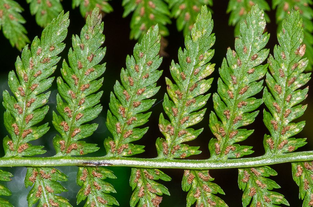 Athyrium filix-femina (L.) Roth. Les pinnules sont dentées ou profondément incisées