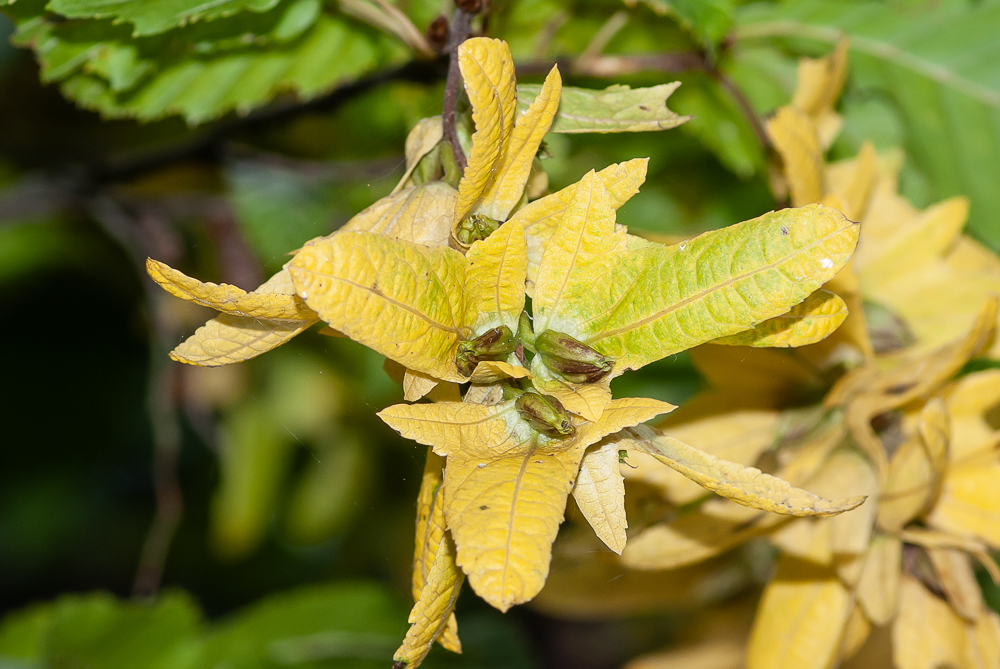 Carpinus betulus L. ou Charme commun