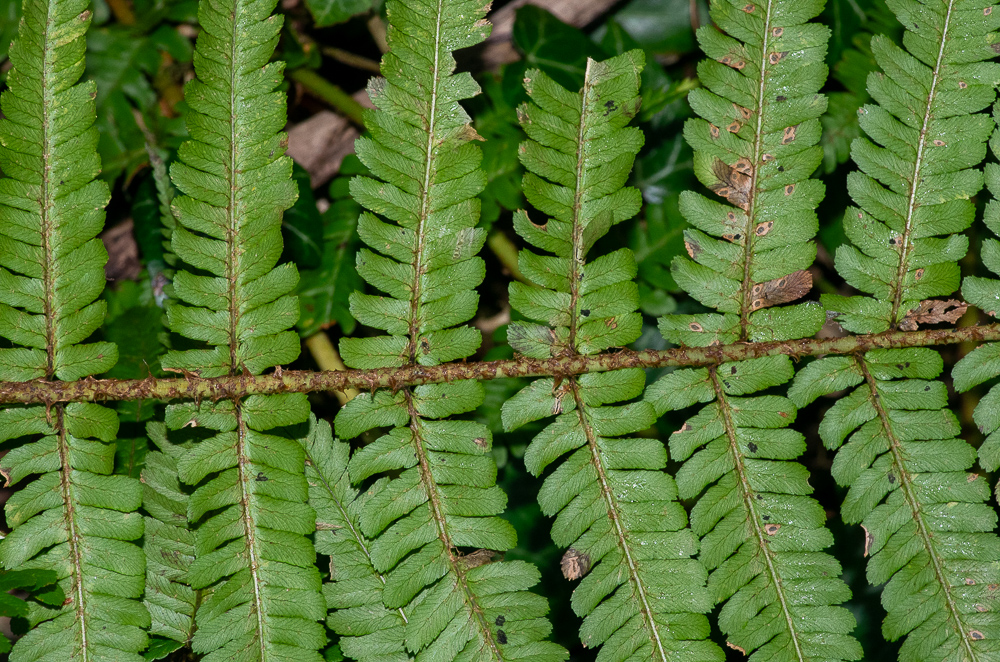 Dryopteris affinis subsp. affinis. Tâches noires, plus ou moins marquées, à l'attache des pennes sur le rachis