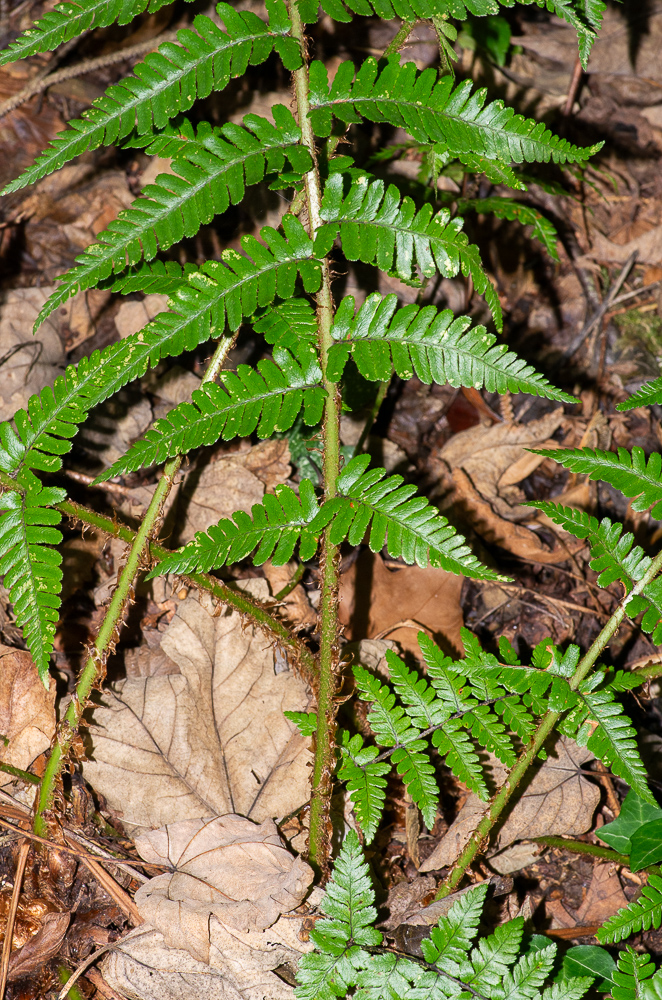 Dryopteris affinis subsp. affinis. Se caractérise par un limbe coriace, luisant, réduit à la base. Le pétiole et le rachis sont densément écailleux, à écailles brun-roux, hérissées.