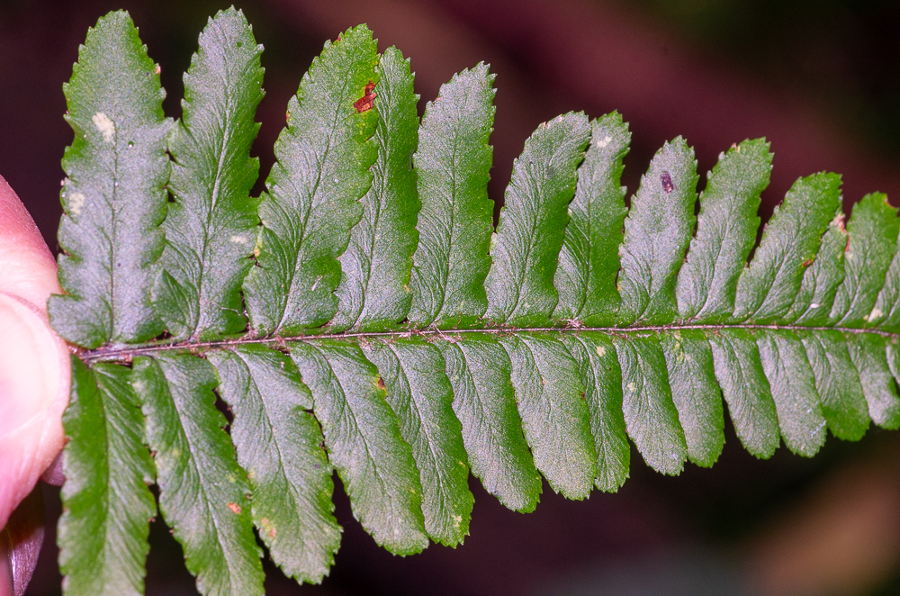 Dryopteris affinis subsp. borreri. Penne basale à pinnules basales fréquemment lobées, les autres pinnules dentées sur les bords, à dents aiguës.