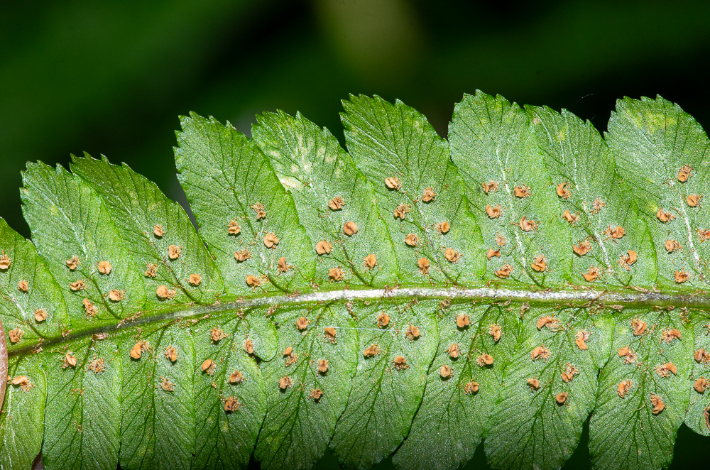 Dryopteris affinis subsp. borreri. Ici on voit les indusies nettement relevées et vrillées à maturité.