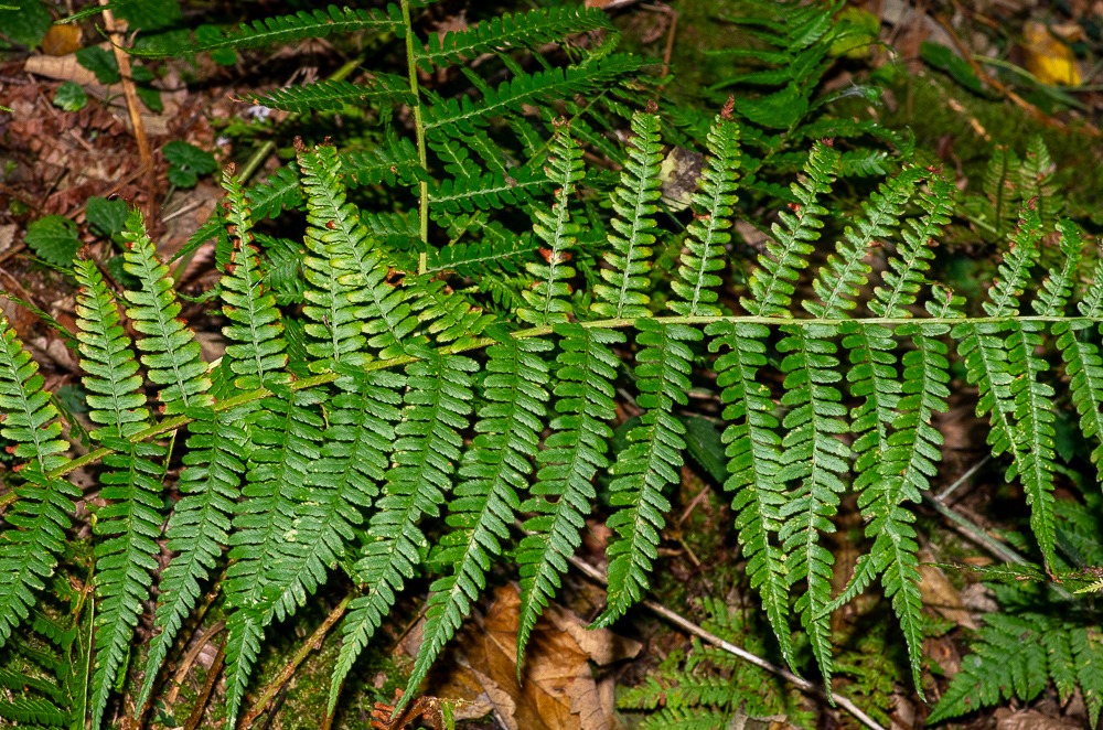 Dryopteris affinis subsp borreri. Ses caractéristiques sont relativement atténuées : limbe plutôt mat, à texture souple, peu réduit à la base. Pousse ne sous-bois, dans des vallons humides.