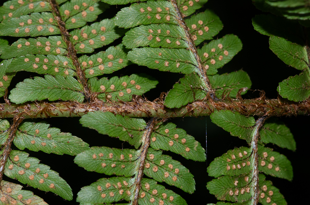 Dryopteris affinis subsp. borreri. Ici l'on peut voir : la base des attaches des pennes tâchée de noir, les pinnules dentées sur les bords, les écailles brun à brun clair moins abondantes et plus appliquées sur le rachis, les indusies fines