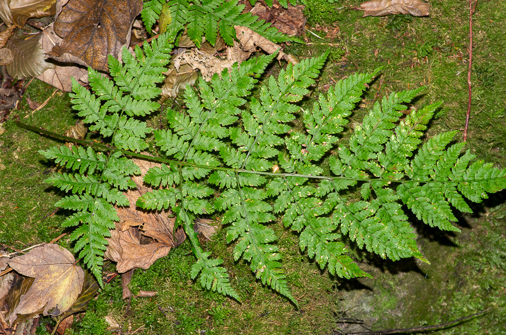 Dryopteris dilatata. Susceptible de présenter des frondes de plus d'un mètre de longueur... Son limbe est  3 à 4 fois divisé. Les écailles du pétioles sont bicolores (bordure claire et zone centrale sombre). Pousse sur sol acide, sous-bois humide, bord des ruisseaux