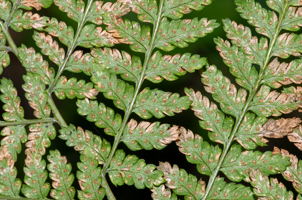Dryopteris dilatata. Son limbe est  3 à 4 fois divisé. Les pinnules sont trapues et droites, assez brusquement réduites à leur sommet.