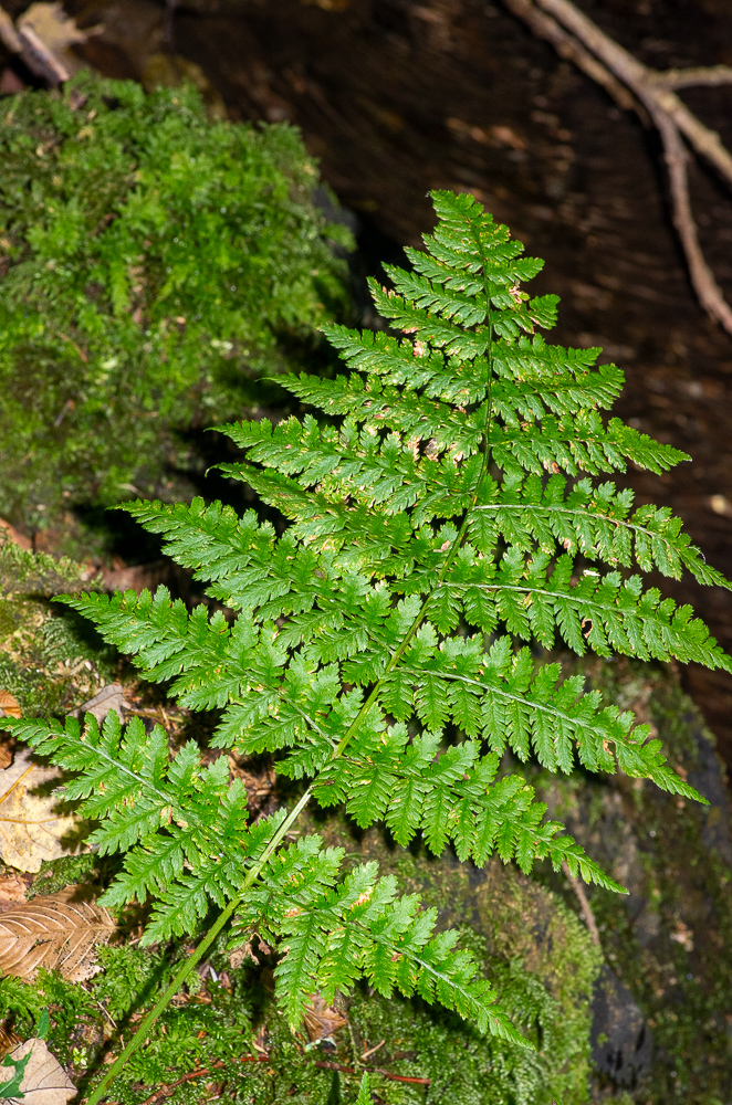 Dryopteris dilatata. Son limbe est  3 à 4 fois divisé. Les pennes inférieures sont largement triangulaires et nettement dissymétriques