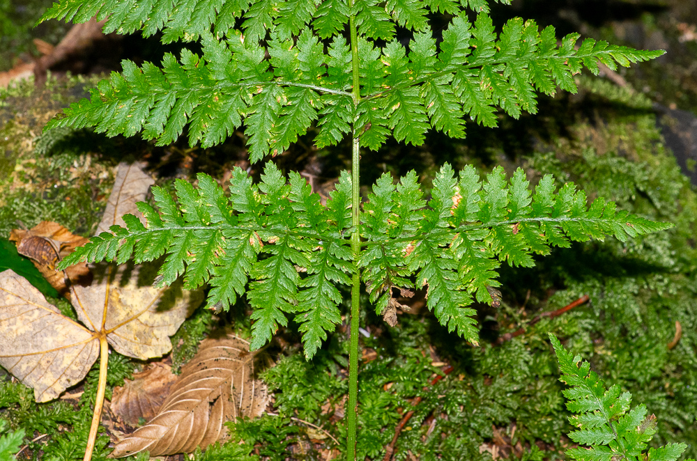 Dryopteris dilatata. Les pennes inférieures sont largement triangulaires et nettement dissymétriques. Les pinnules sont souvent à surface convexe, donnant un aspect gaufré au limbe.