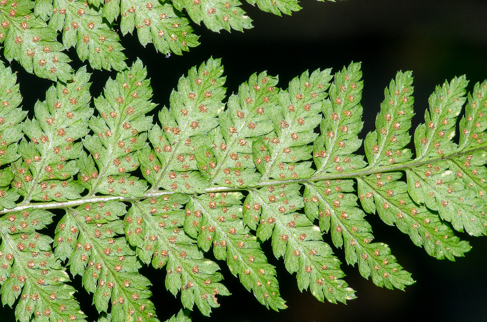 Dryopteris dilatata. Son limbe est  3 à 4 fois divisé. Les pinnules sont trapues et droites, assez brusquement réduites à leur sommet.