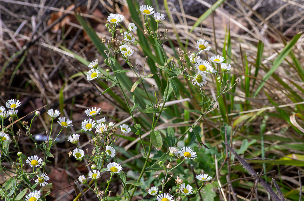 Erigeron annuus ou (L.) Desf. ou Vergerette annuelle