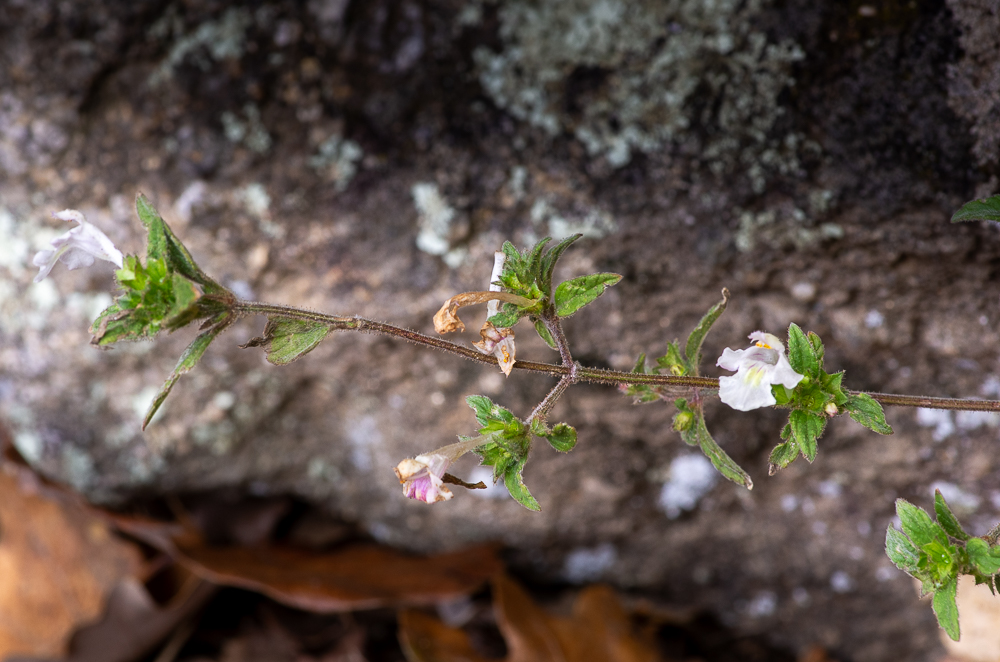 Galeopsis segetum Neck. ou Galéopsis des champs, Galéopsis des moissons