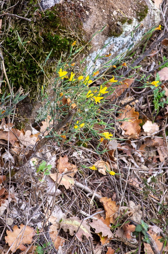 Lactuca viminea (L.) J.Presl & C.Presl ou Laitue des vignes, Laitue effilée, Laitue Osier