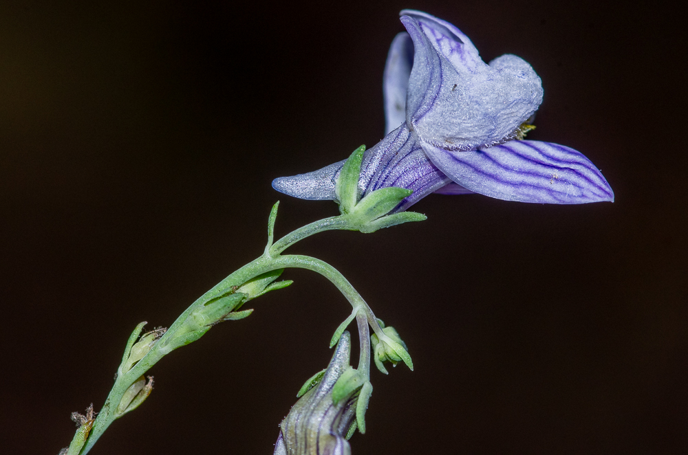 Linaria repens (L.) Mill. ou Linaire à fleurs striées, Linaire rampante.