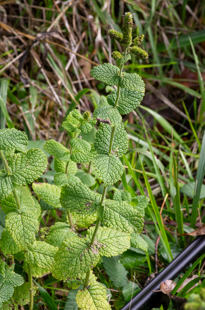 Mentha suaveolens Ehrh. ou Menthe à feuilles rondes, Menthe odorante, Menthe suave