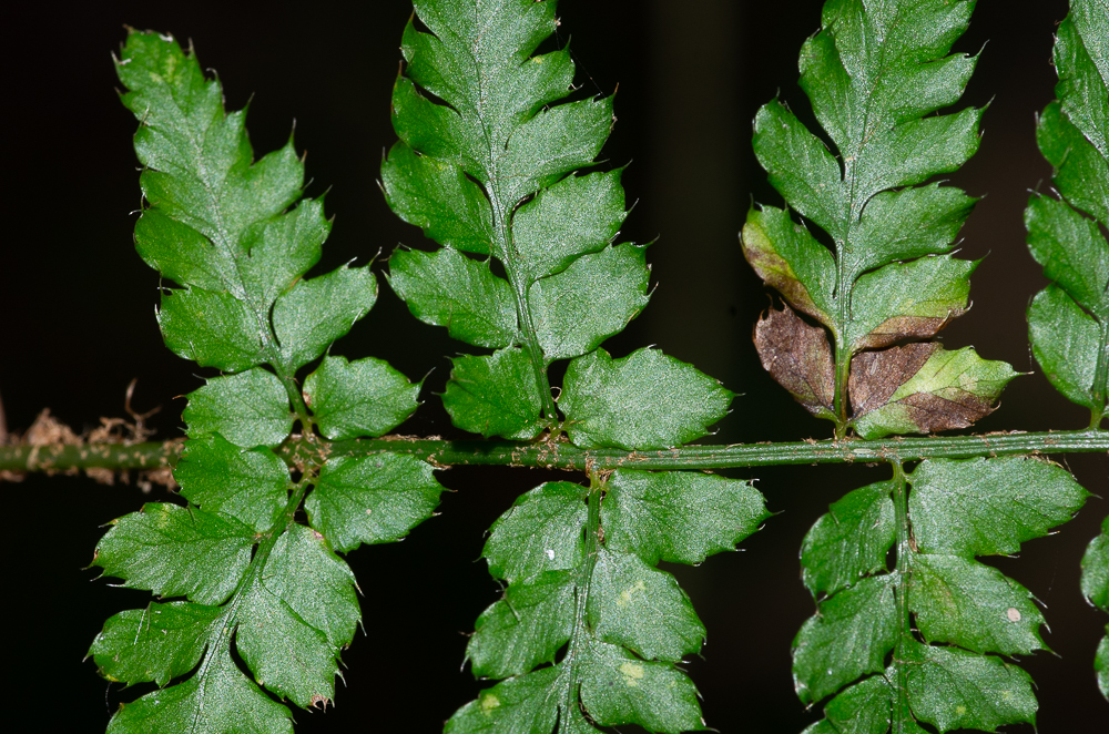 Polystichum aculeatum. Les pinnules ne sont pas auriculées sauf à la base des pennes ce qui permet de le distinguer facilement de Polystichum setiferum.