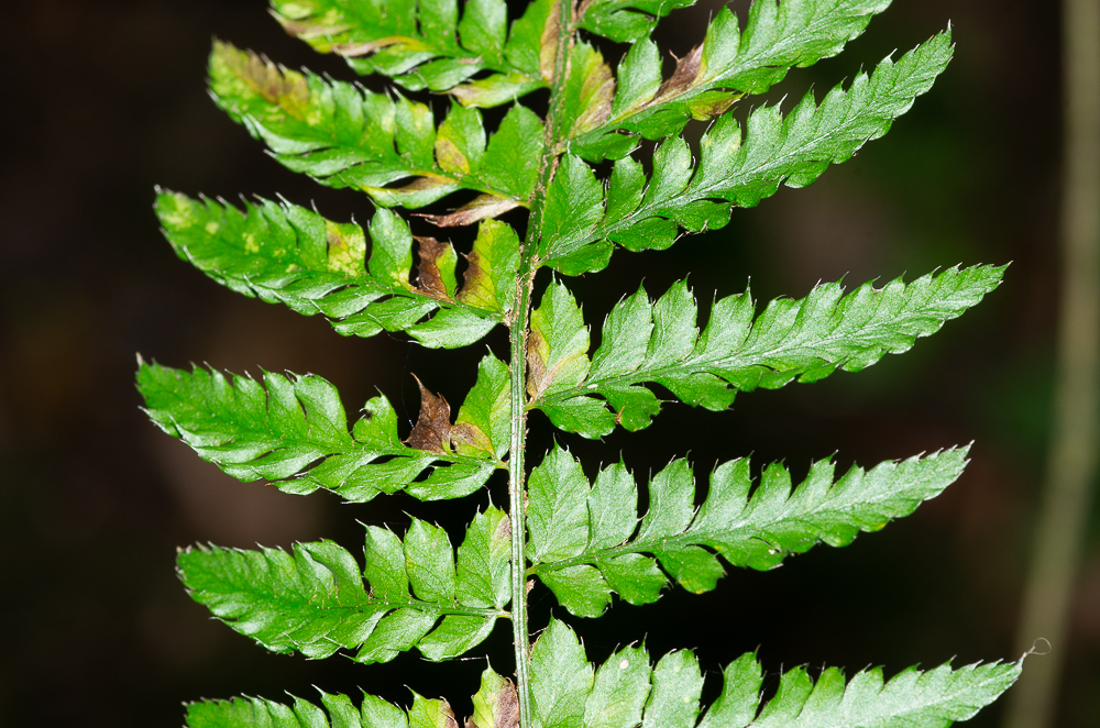 Polystichum aculeatum. Ses frondes mesurent de 30 à 80 mm. Le limbe est luisant et coriace, 2 fois divisé. Les pinnules sont le plus souvent attachées obliquement sur les axes et non pétiolulées ni auriculées sauf à la base des pennes. Plante recherchant fraîcheur et humidité.