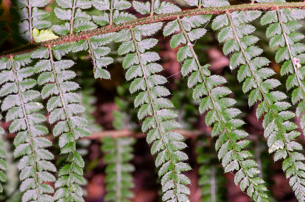 Polystichum setiferum. Les dents des pinnules portent des arêtes prolongeant les dents des pinnules.