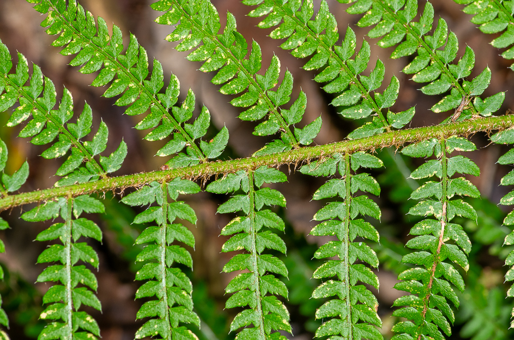 Polystichum setiferum. Toutes les pinnules montrent une oreillette caractéristique de cette espèce.