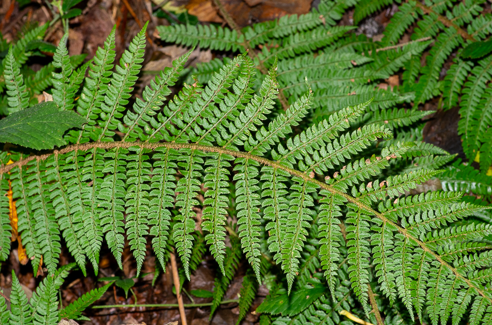 Polystichum setiferum. Toutes les pinnules sont auriculées et pétiolulées. Les frondes peuvent mesurer entre 40 et 80 cm et sont en touffes. Plante des vallons et des ravins encaissés. Recherche ombre, fraîcheur et humidité.