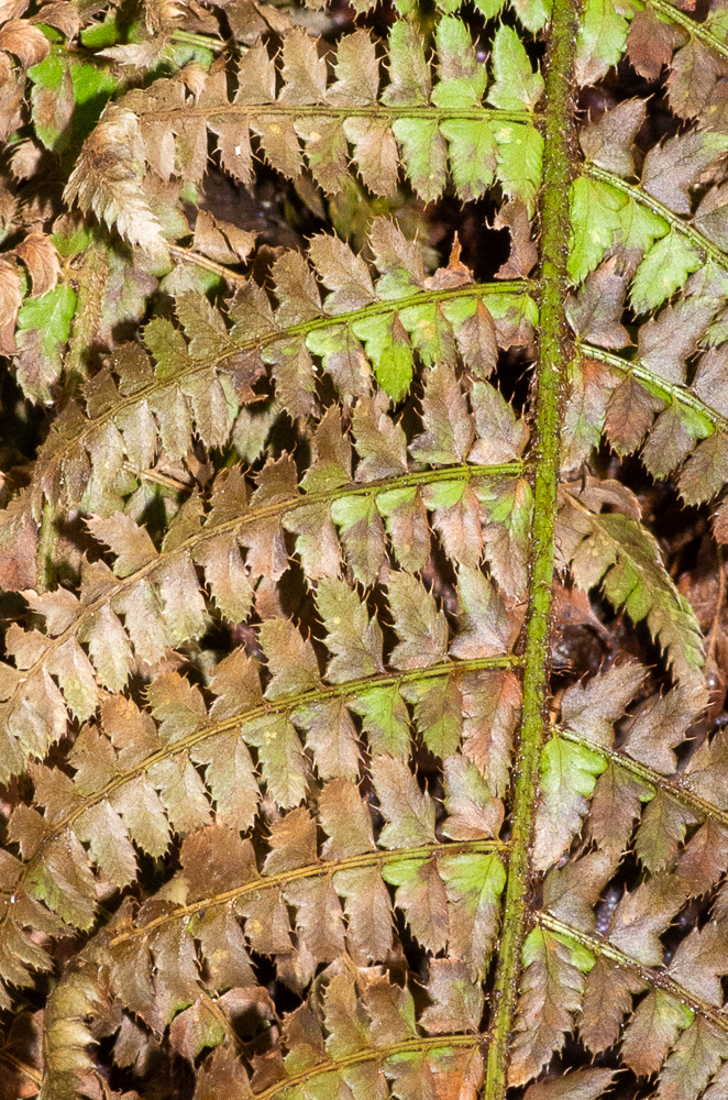 Polystichum setiferum (Forssk.) T.Moore ex Woyn. ou Polystic à soies