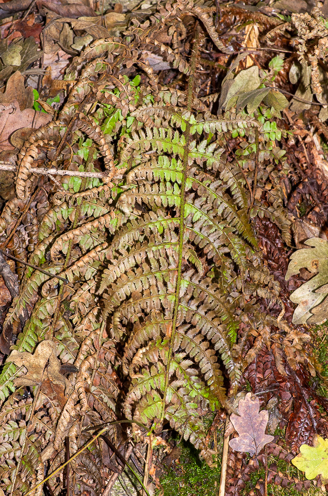 Polystichum setiferum (Forssk.) T.Moore ex Woyn. ou Polystic à soies