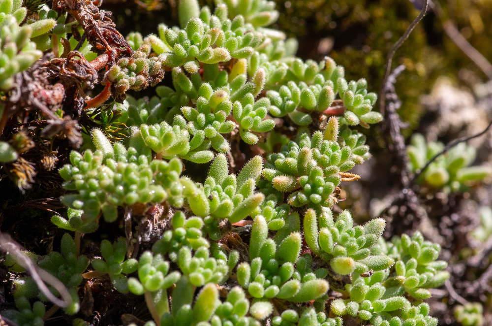 Sedum hirsutum All. ou Orpin hirsute, Sédum hérissé